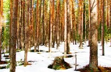 Рыбалка на хариуса. Весенняя подлёдная.. Фото 10241.