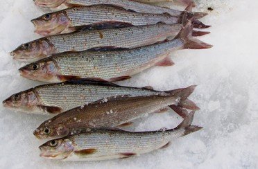 Рыбалка на хариуса. Весенняя подлёдная.. Фото 10245.