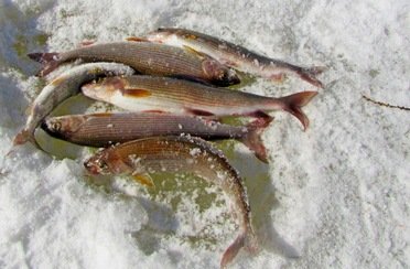 Рыбалка на хариуса. Весенняя подлёдная.. Фото 10247.