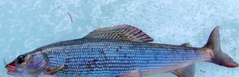 Рыбалка на хариуса. Весенняя подлёдная.. Фото 10250.