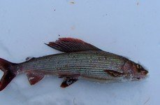 Рыбалка на хариуса зимняя. Фото 10252.