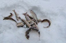 Рыбалка на хариуса зимняя. Фото 10253.