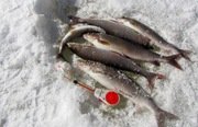 Рыбалка на хариуса зимняя. Фото 10256.