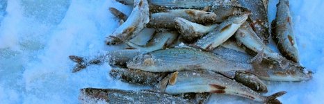 Рыболовные туры на хариуса. Фото 10323.