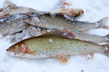 Рыбалка на хариуса зимняя. Фото 10334.