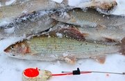 Рыбалка на хариуса зимняя. Фото 10335.
