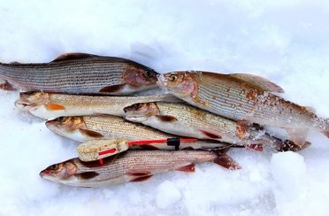 Рыбалка на хариуса зимняя. Фото 10336.