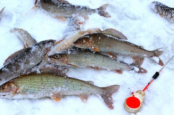 Рыбалка на хариуса зимняя. Фото 10340.