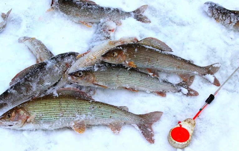 Рыбалка на хариуса зимняя. Фото 10340.