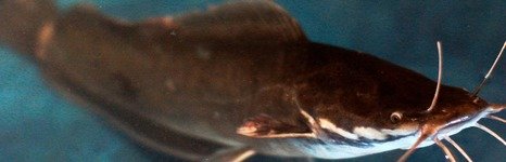 Бирюзовое. Фото 10428.