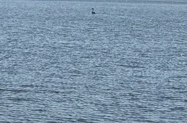 Кайбицкий Рыбхоз. Фото 10438.