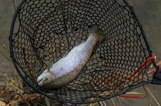 Изумрудный. Фото 10485.