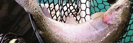 Изумрудный. Фото 10492.