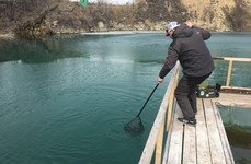 Изумрудный. Фото 10497.