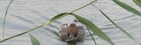 КЛЁВое озеро. Фото 10542.