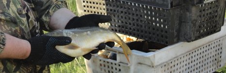 Гуляй-поле. Фото 10554.