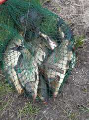 Чернавское водохранилище. Фото 10733.