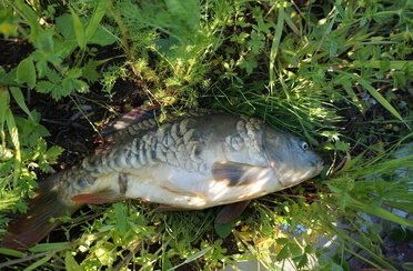 Дубровка. Фото 10760.