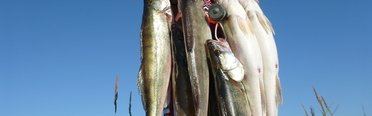 Qpfishing. Фото 10869.