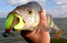 Qpfishing. Фото 10875.