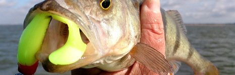 Qpfishing. Фото 10875.