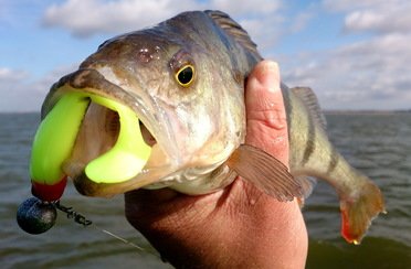 Qpfishing. Фото 10875.