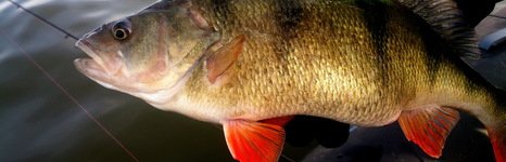 Qpfishing. Фото 10877.