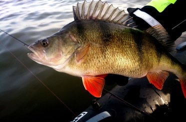 Qpfishing. Фото 10877.