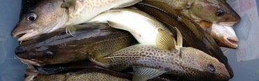 Qpfishing. Фото 10884.