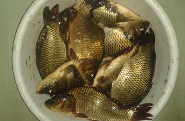 Китаев Пруд. Фото 11010.