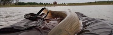 Платиновый карп. Фото 11169.
