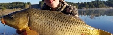 Платиновый карп. Фото 11176.
