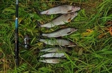 Рыболовные туры на хариуса. Фото 11196.