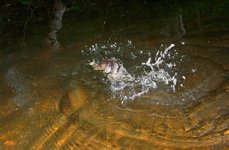 Рыболовные туры на хариуса. Фото 11204.