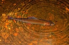 Рыболовные туры на хариуса. Фото 11205.