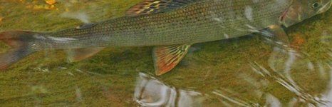 Рыболовные туры на хариуса. Фото 11206.