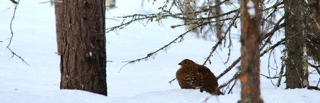 Рыбалка на хариуса зимняя. Фото 11225.