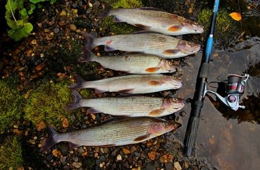 Рыбалка на щуку и хариуса в Архангельской области. Фото 11246.