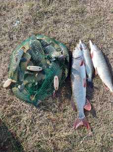 Чернавское водохранилище. Фото 11253.