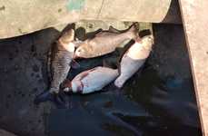 Чернавское водохранилище. Фото 11258.