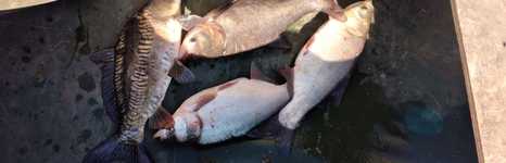 Чернавское водохранилище. Фото 11258.