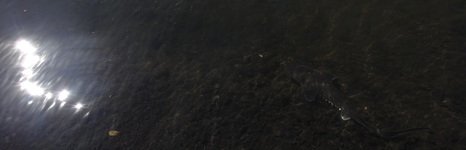 Березов Ключ. Фото 11305.