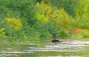Рыболовные туры на хариуса. Фото 11317.