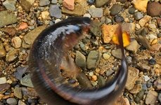 Рыболовные туры на хариуса. Фото 11328.