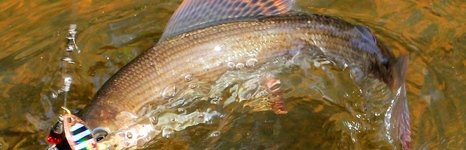 Рыбалка на щуку и хариуса в Архангельской области. Фото 11386.