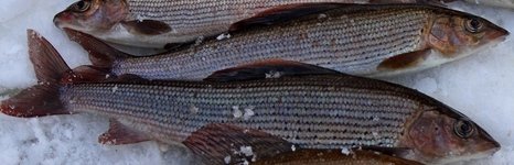 Рыбалка на хариуса. Весенняя подлёдная.. Фото 11388.