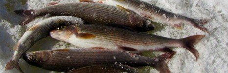 Рыбалка на хариуса. Весенняя подлёдная.. Фото 11390.