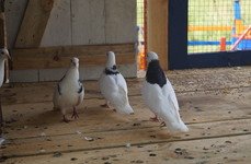 Баркас. Фото 11402.