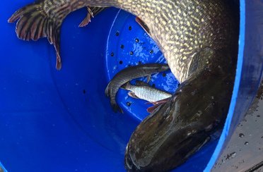 Баркас. Фото 11409.