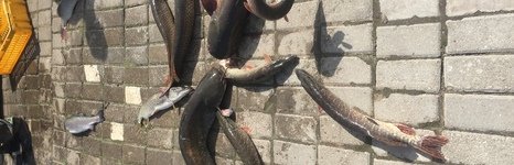 Баркас. Фото 11419.